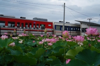 蓮　姥堂駅付近・・喜多方市<br>開花時期：7月中旬～8月上旬<br>花言葉◆清らかな心　神聖　雄弁　沈着<br>