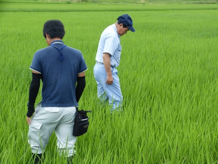 一つとして同じ条件の水田はないので、育成状況も異なります。