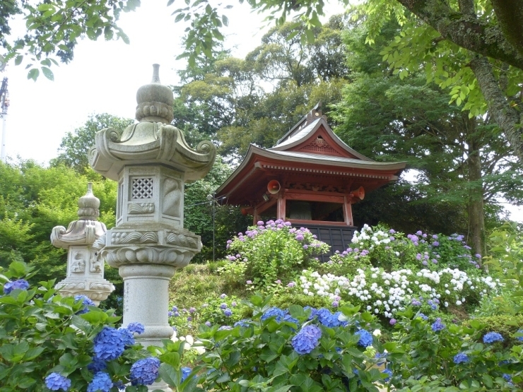 この梅雨の時季に爽やかな色とりどりの花を咲かせる紫陽花は、参道から境内に至るまで咲いています。