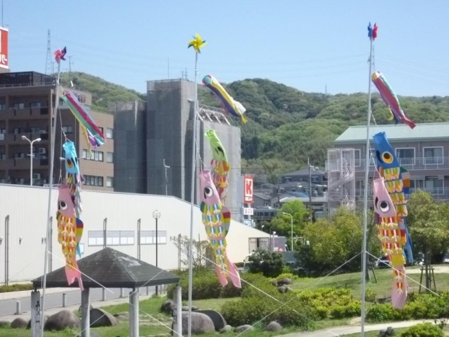 「開智幼稚園の年長組で鯉のぼりを作りました」