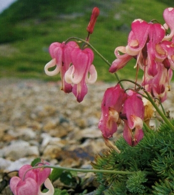 会の名前の由来の花<br>“こまくさの花”<br>高山植物の女王<br>砂地に生え、長い根を張る植物です。