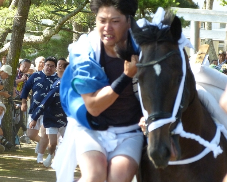 馬と一体になり境内を駆け抜ける雄姿を、一目見ようと楽しみにしている観光客の方もたくさんいます。