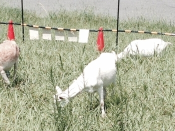 アッ！ヤギさんがいるぞ！淀川資料館裏手、淀川河川公園には、草を刈るためヤギが放たれていました。それにしても、パクパクとおいしそうだなぁ～！