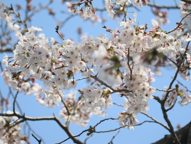 やっぱりこの季節を楽しまなくちゃ、、、「2020開花報告!!         【平和橋自動車教習所】」