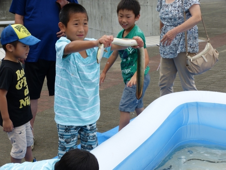 小学生以下の子供たちには、「ウナギのつかみ取り体験コーナー」が設置され大人気！　霞ケ浦で捕れたての【天然うなぎ】です。（≧▽≦）