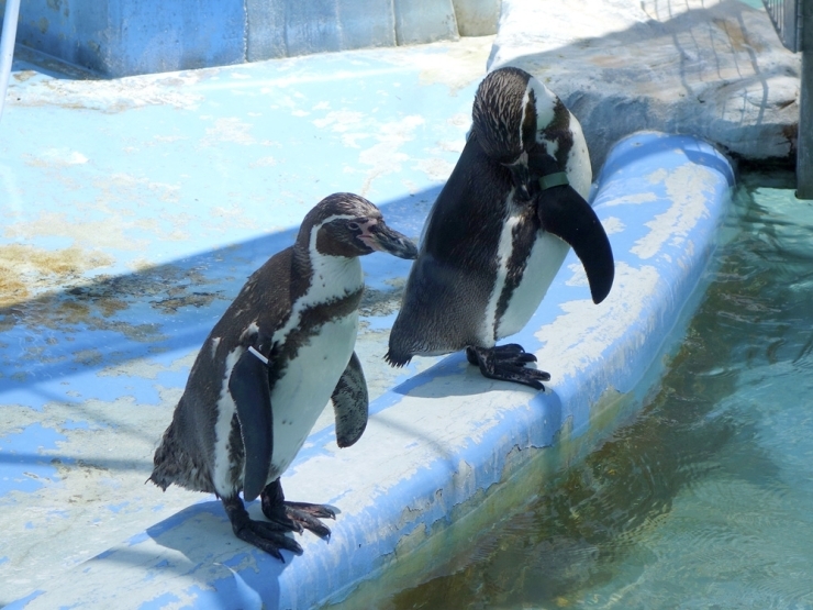動物園にはペンギンをはじめ、ニホンザル、フラミンゴ、カピバラ、ミニチュアホース、クジャクなどの動物たちがいます