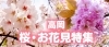 高岡の桜