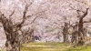 オニウシ公園に咲き誇る満開の桜
