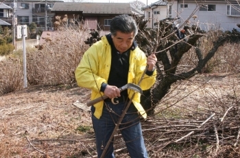 切り取った枝を短くする「そくり」。