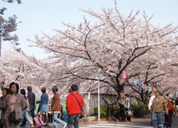 神田川沿いに両岸にせり出した桜並木は圧巻