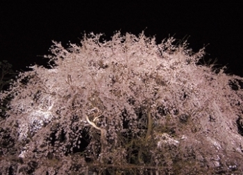 庭園に浮かび上がるしだれ桜に感動