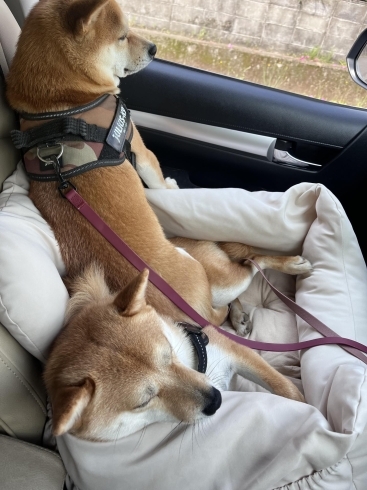 「我が社の看板犬🐕🐕（薩摩川内市　ロードサービス　コーティング）」