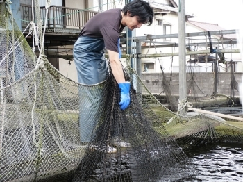 生けすの網を引いて、ナマズを見せてくれる野原氏