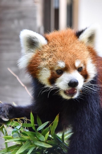 食事中の姿もかわいい……。