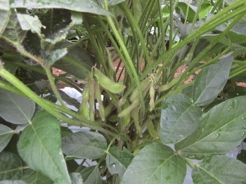 平成28年8月29日<br>不安定な天気！　でも枝豆は着実に育っていますよ。収穫まであと少し（;'∀'）