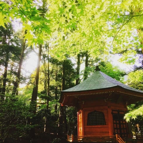 木々に覆われた乙宝寺境内は日除けにぴったり「休日はやっぱり外で！という方にオススメ！『アレ』に当たらず楽しむスポット3撰！」