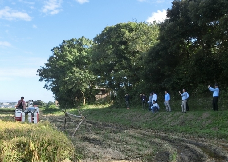 メキシコとは違い日本の田んぼは小さく、雨上がりなど水はけの悪い場所でも日本の稲刈り機の性能は素晴らしいです。高柳氏のデモンストレーション！