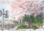 7.染井霊園のさくら並木
春には豪華絢爛なソメイヨシノ
が咲き誇る染井霊園。