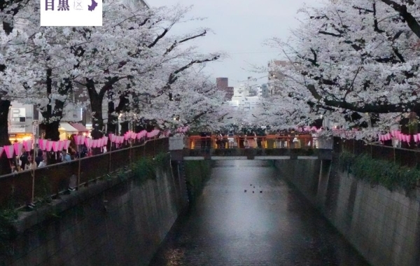 【2024最新】目黒川の桜の開花速報！お花見前に必見！