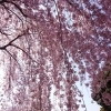 加茂農村公園