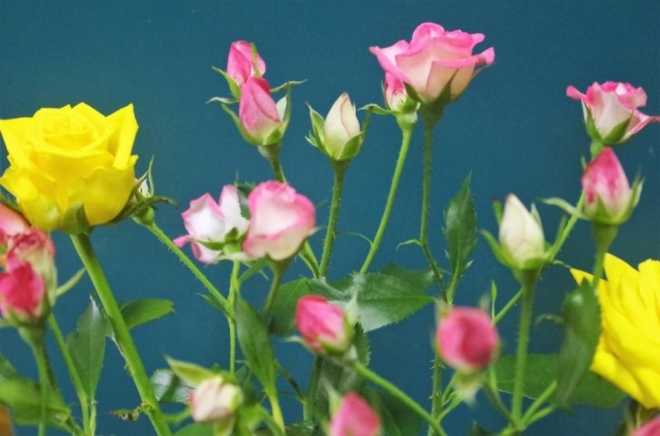 バラの町・伊奈町らしいふるさと納税の返礼品、バラの花束はいかがですか？