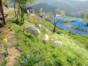 緑豊かな小菅沼の風景。のんびりと草を食べているのは、この地区のシンボルであるヤギさんです。