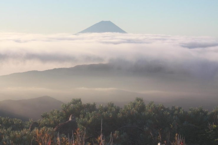 テントから顔を出すと、目の前に雷鳥の親子が。<br>タイミングよく富士山とのツーショット。<br>【モモ　さんからの投稿】