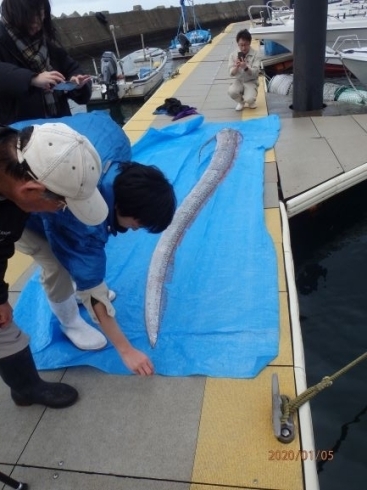 「1月5日（日）リュウグウノツカイ」