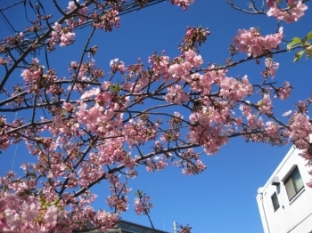 ピンクの花が青空に映えてきれい！