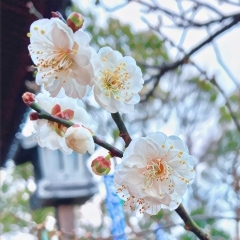 飛び梅ちゃん開花