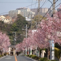 西柴の桜並木（金沢区）　団地の坂道に春色に咲く神代あけぼの