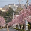 西柴の桜並木(金沢区) 団地の坂道に春色に咲く神代あけぼの