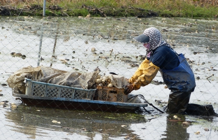 収穫したレンコンは舟に乗せて運びます。たくさん収穫したレンコンもとても運びやすくなります。