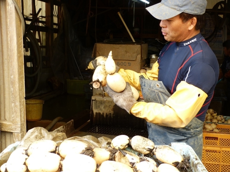 『この辺で収穫するレンコンはふっくら丸くて柔らかく、甘みがあって、シャキシャキとした歯ごたえがいいんだよ』