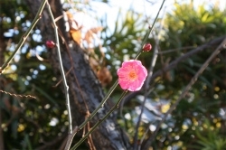 かんざしみたいな梅の花。