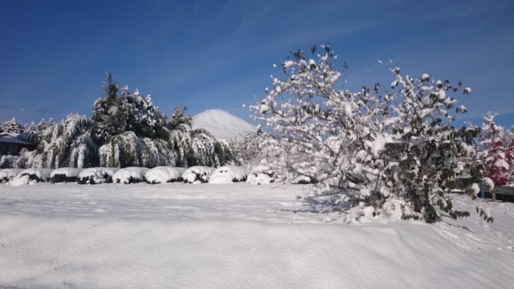 11月にこんなに降るなんて～。木々がまだ葉が落ちていないから雪が積もってしまい重たそう～。<br>【ワンペニー  さんからの投稿】