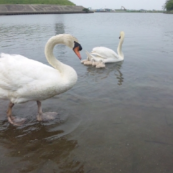 水鳥たちが憩う利根川