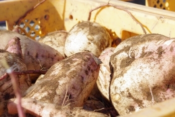 古くから干し芋の原料として作られている「玉豊」。現在では生産量も少なく大変貴重な芋です。
