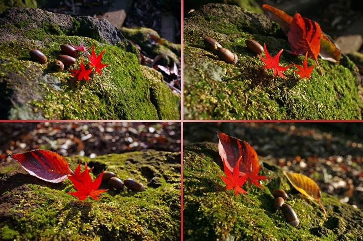 苔むした　岩の上に　色づいた葉が　舞い降りた<br>どんぐりも　仲間に入れてあげた　あ～　秋ですね