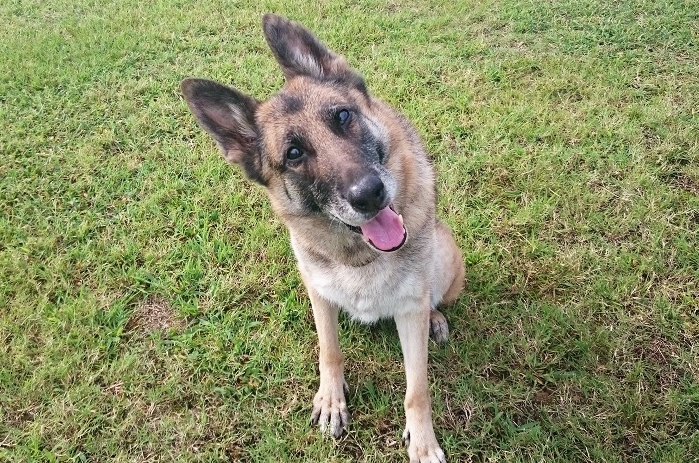 警察犬のあん子　とっても優しいおばあちゃん<br>