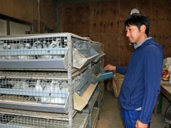 烏骨鶏の雛に餌をあげる伊藤さん