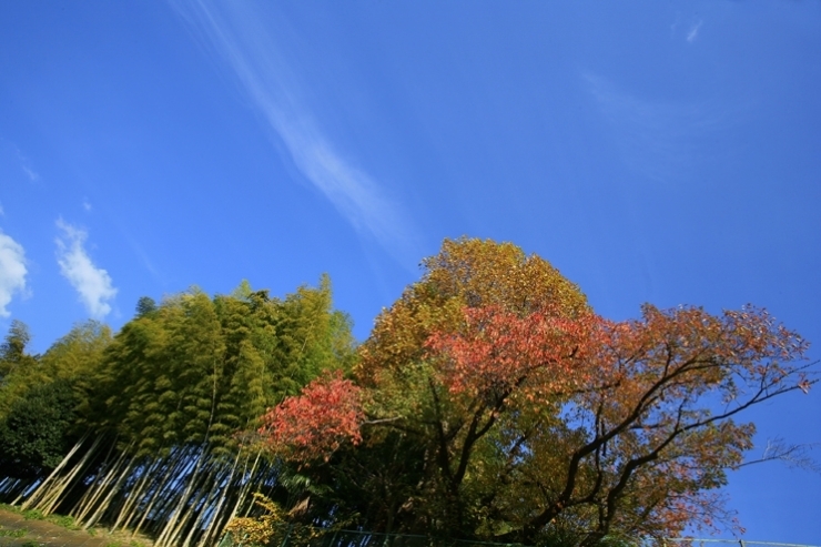 いや～　赤いな～　青いな～　秋だな～