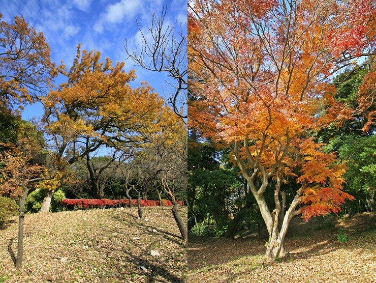 赤くなくとも　立派に　紅葉　<br>実に多彩な　御苑の秋色