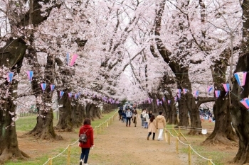 無線山・KDDIの森の桜並木は花見の名所
