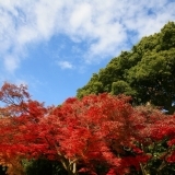 【No.367】新宿の紅葉　2016 8