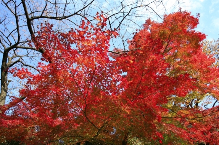 真っ赤っかが　てんこ盛りの　箱根山公園