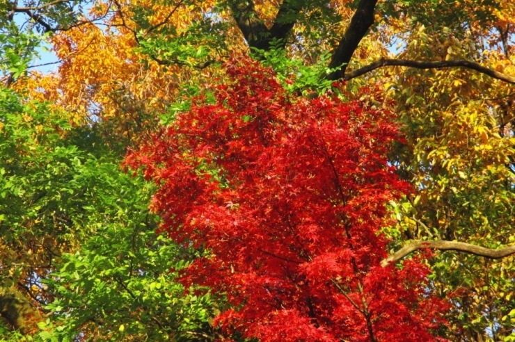 平成28年の　新宿の紅葉　お楽しみいただけましたでしょうか！