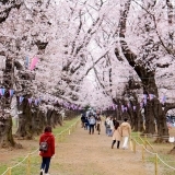 無線山・KDDIの森　〈さくらまつりで樹齢80年以上の桜をお花見〉