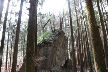 まるで隠れ家のような神秘的な森の中にある宿です。