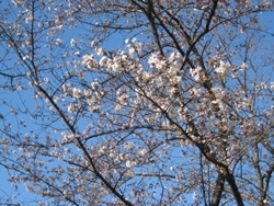 1本だけ、7分ぐらい開花している桜がありました。